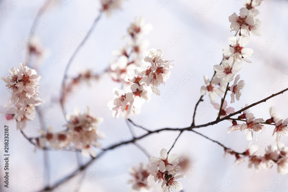 peach blossom in tibet peach blossom in tibet