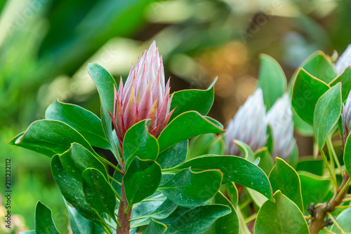 Fototapeta Naklejka Na Ścianę i Meble -  Flower Beautiful - King Sugar Bush, King Protea or Botanical name Protea Cynaroides freshy natural green background