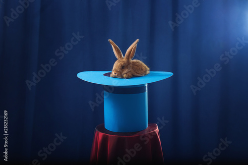 rabbit in  hat on blue background