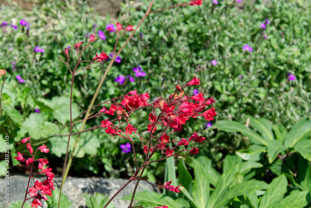 Petite bright pink blossoms of a flower in the garden Petite bright pink blossoms of a flower in the garden
