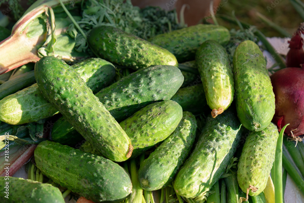 Fresh, green cucumbers straight from the garden Fresh, green cucumbers straight from the garden