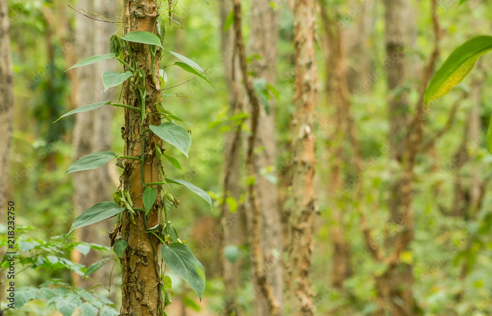 Fototapeta premium Golden pothos