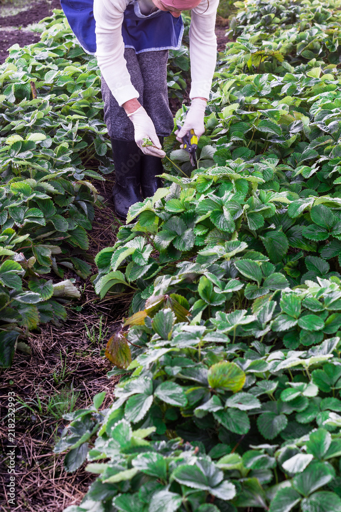 Fototapeta premium Woman cuts runner from the strawberry plant and prepares for planting, agriculture and plant propagating concept