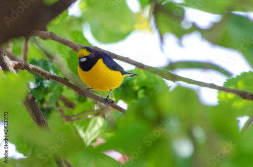 Beautiful birds of Brazil