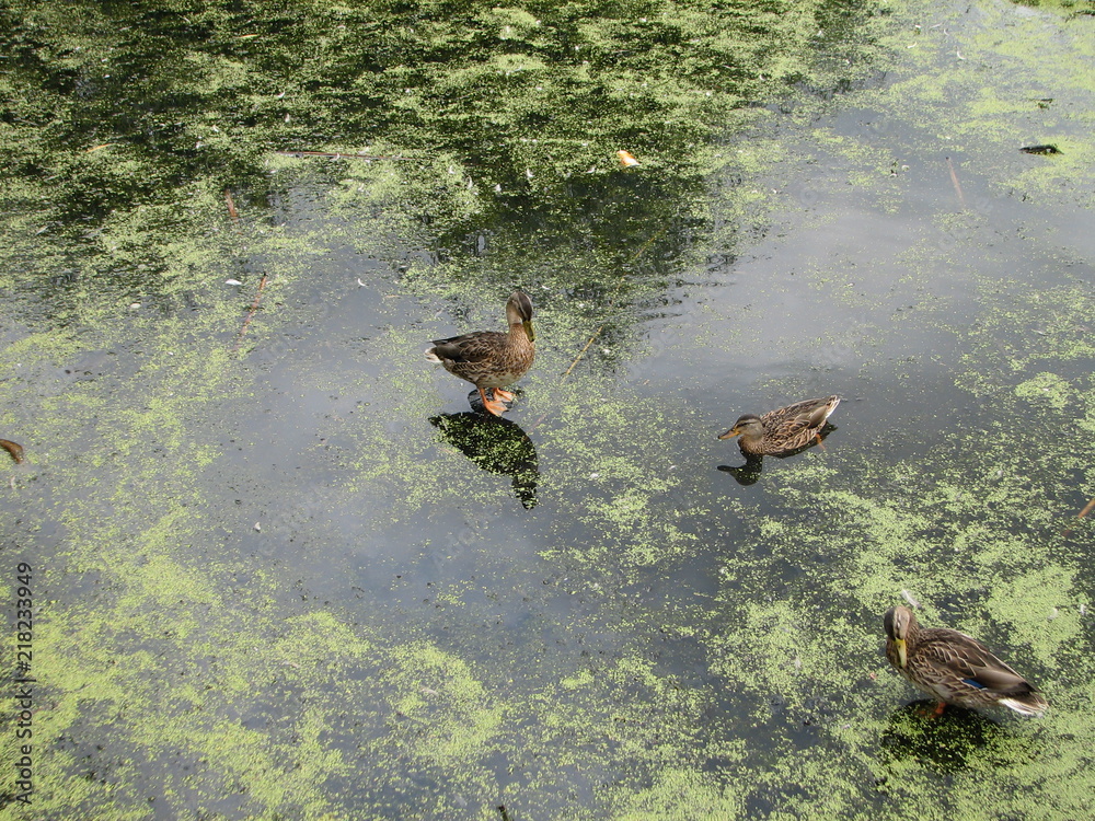 Fototapeta premium duck