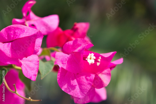 Pink blooming bougainvilleas.