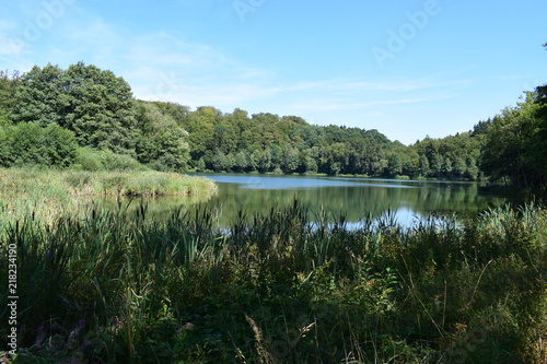 Schilfgürtel des Holzmaar, Gillenfeld in der Eifel photo