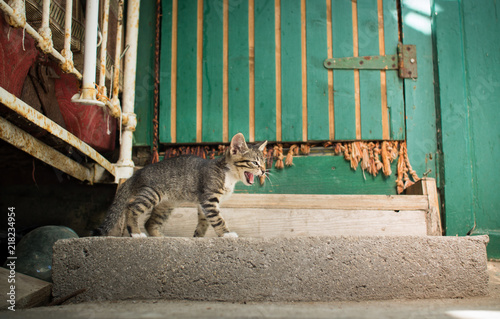A homeless cat from poor neighborhoods. © veronika7833