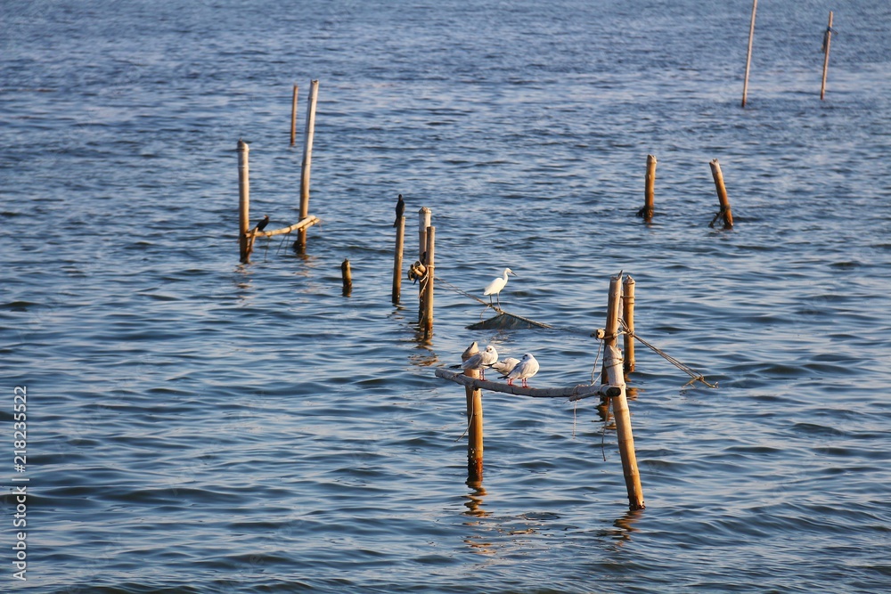 Seagulls standing on the wooden pole in the sea