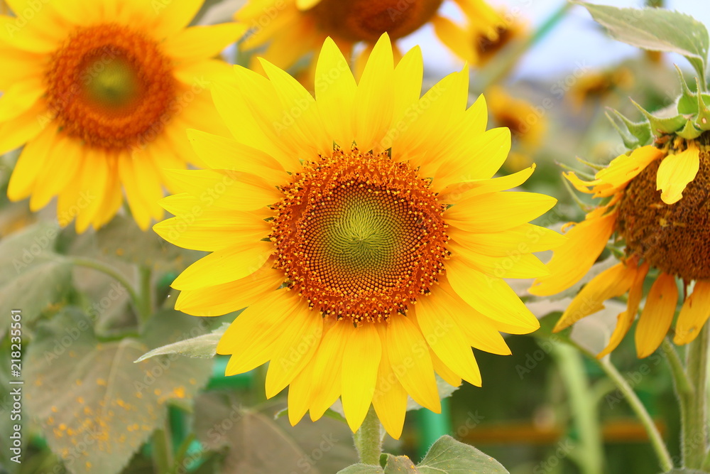 Obraz premium Big, beautiful sunflowers in the sunflower field