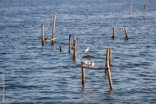 Seagulls standing on the wooden pole in the sea © pinthipt