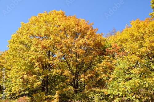 乗鞍高原 ケヤキの紅葉