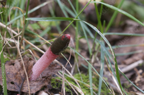 Mushrooms (Mutinus ravenelii) photo