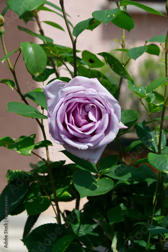 Bush of lilac rose blossom - Garden flowers blooming in the summer