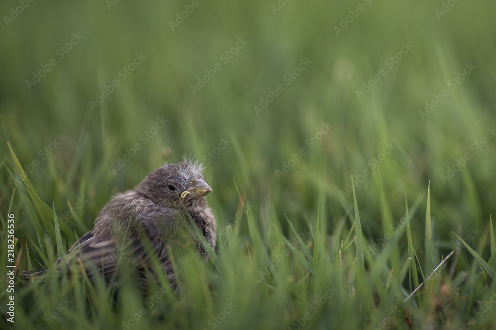 Baby Bird in Grass Baby Bird in Grass