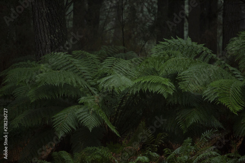 Ferns in Forest