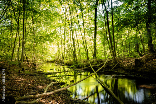 Calm river in a green forest with reflections