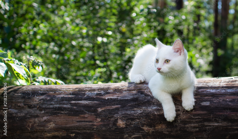 Fototapeta premium White cat for a walk in a beautiful summer forest.
