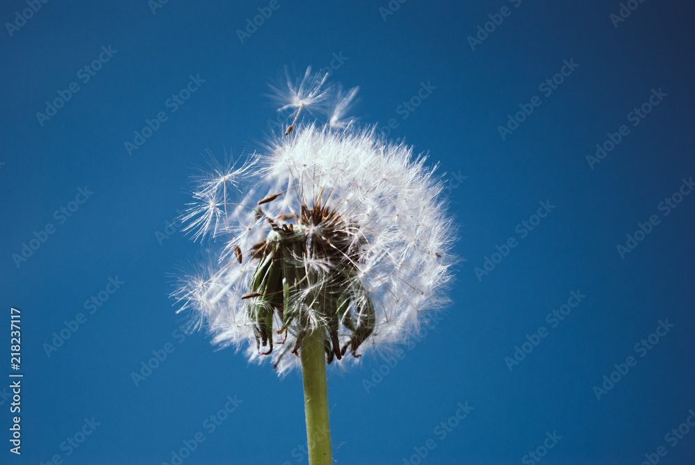 Close up of dandelion spores blowing away Close up of dandelion spores blowing away