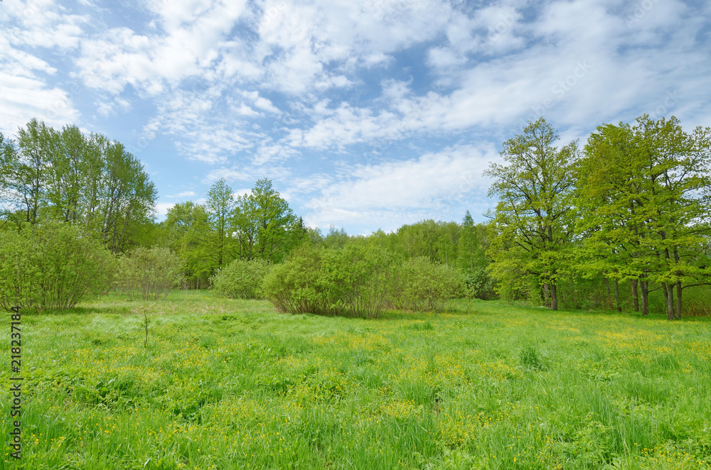 Sunny landscape in the forest.