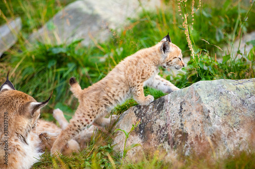 Lynx mother and cute young cubs playing in the grass