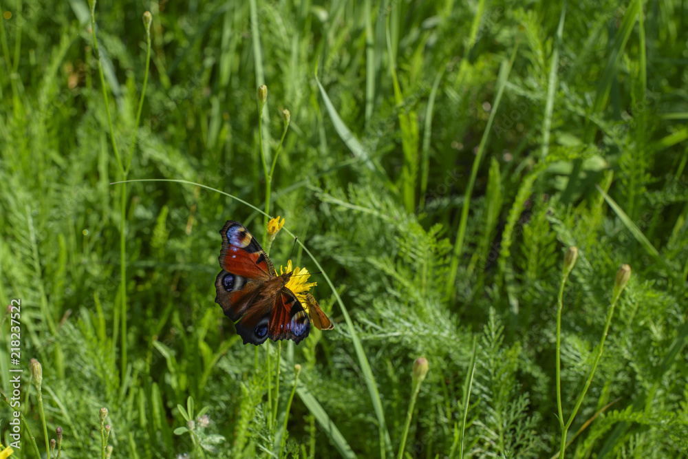 butterfly peacock in the field butterfly peacock in the field