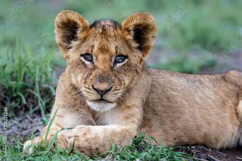 Lion cub resting in the bush of Sabi Sands Game Reserve in South Africa