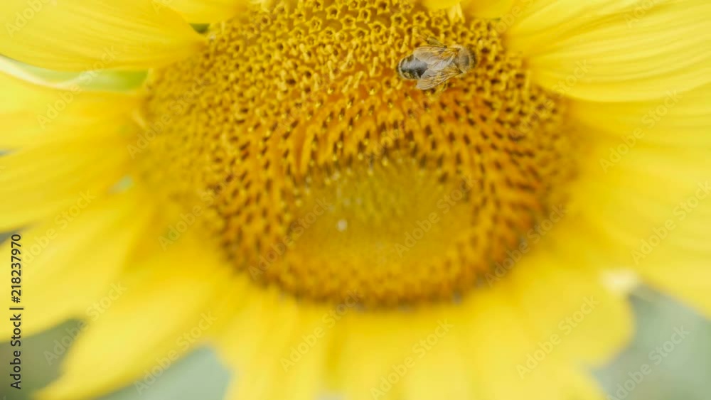 bee collects pollen on sunflower to create honey bee collects pollen on sunflower to create honey