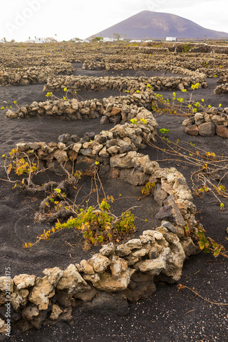 Circular Vineyard on Lazarote Island with Black Sand and Mountain View photo