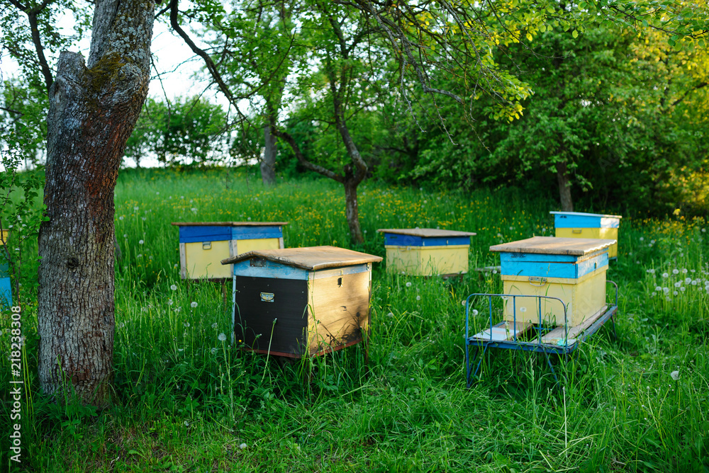 Polish landscape with beehives on ecological field Polish landscape with beehives on ecological field