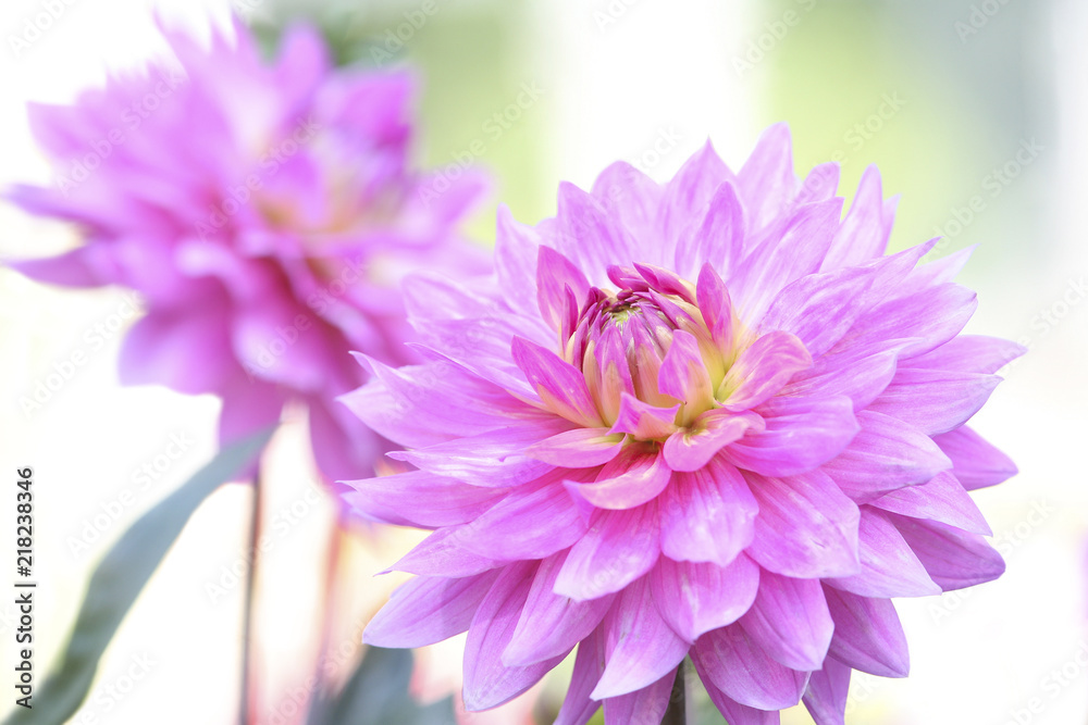 Beautiful dahlia