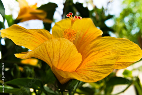 Yellow hibiscus flower