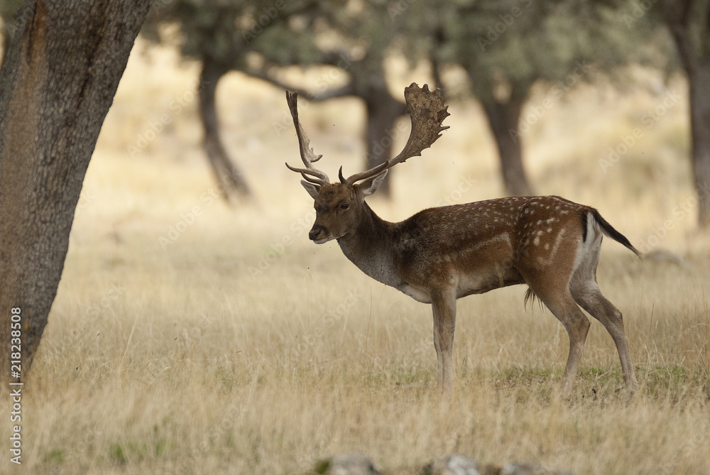 Obraz premium Fallow Deers, Dama dama, Spain