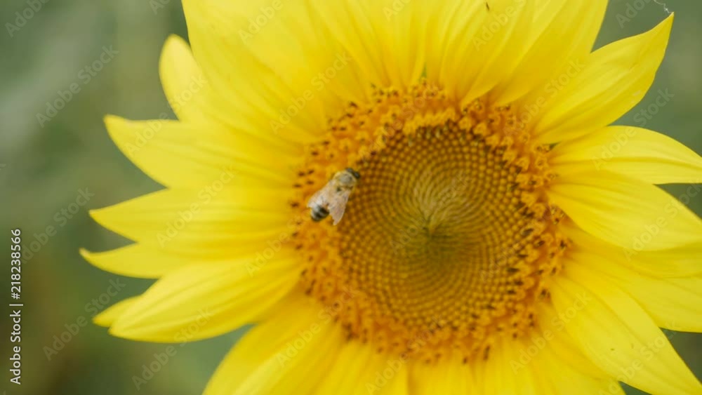 bee collects pollen on sunflower to create honey bee collects pollen on sunflower to create honey