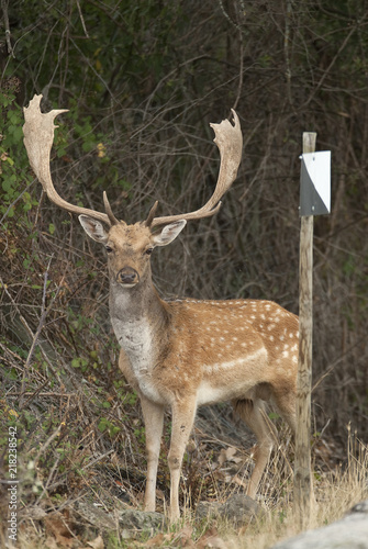 Fallow Deers, Dama dama, Spain, hunting reserve sign © JAH