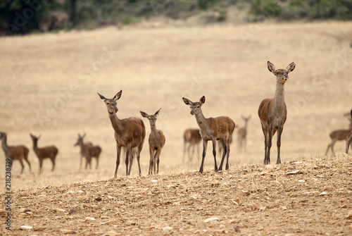 Red deer  Cervus elaphus  Wild