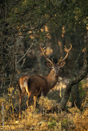 Red deer, Cervus elaphus, Wild © JAH