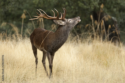 Red deer  Cervus elaphus  Wild