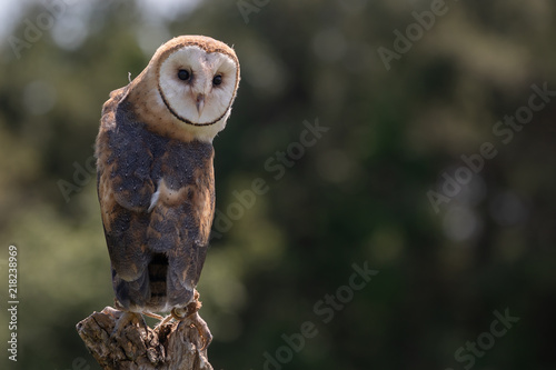 Barn Owl On Tree