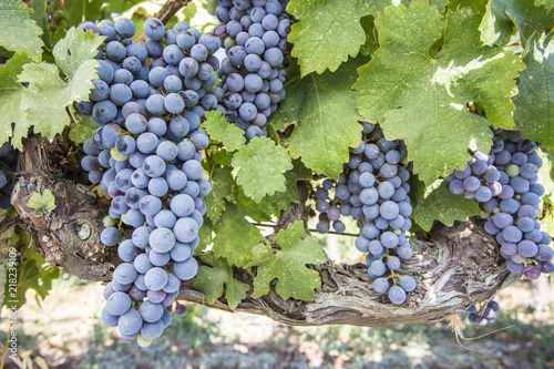 Black grapes field, vineyard (Turkey Izmir Kavacik grapes vineyard) photo