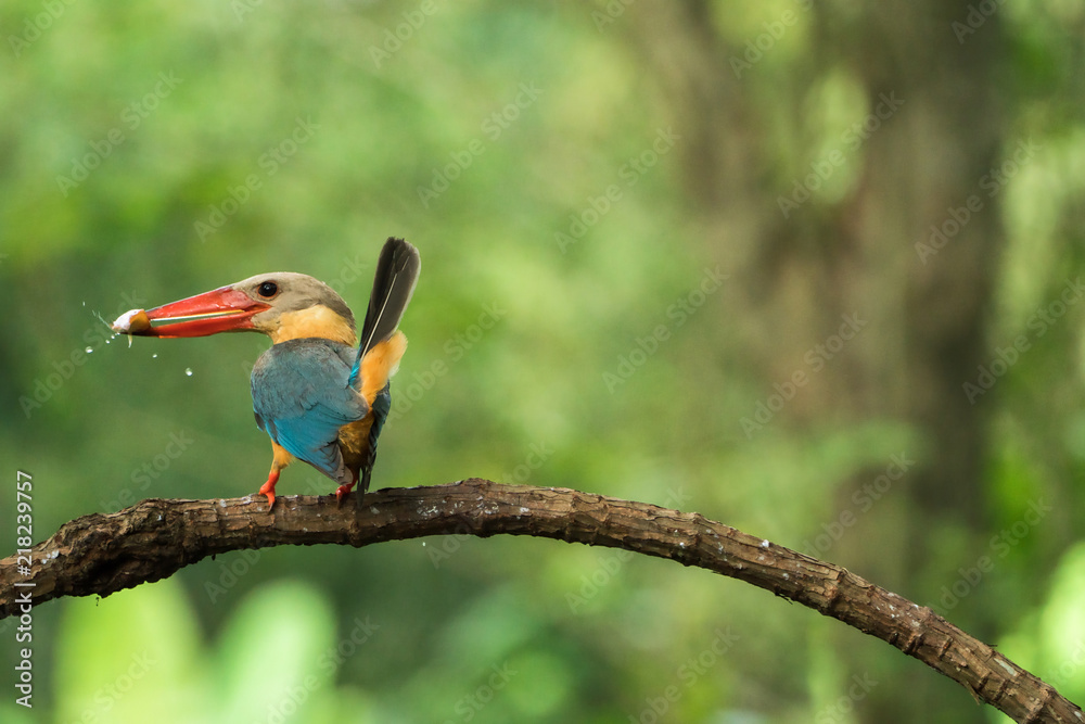 Fototapeta premium Stork-billed Kingfisher Pelargopsis capensis Beautiful Birds of Thailand.on a green background.