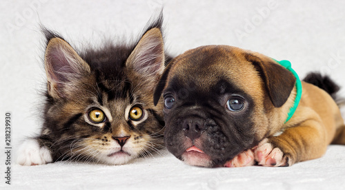kitten and puppy together