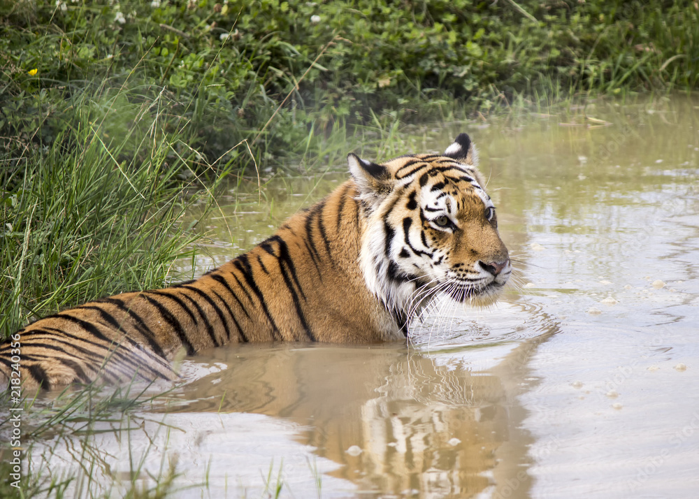 Naklejka premium Tiger in water