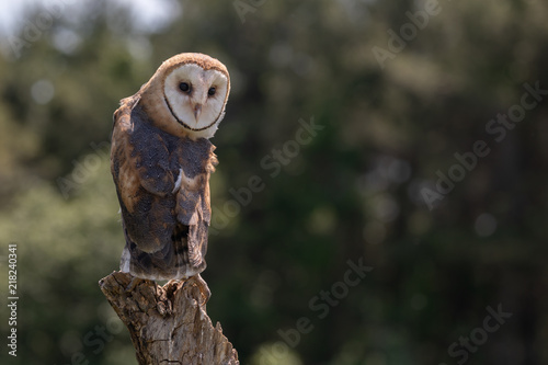 Barn Owl on Tree