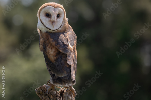 Barn Owl on Tree