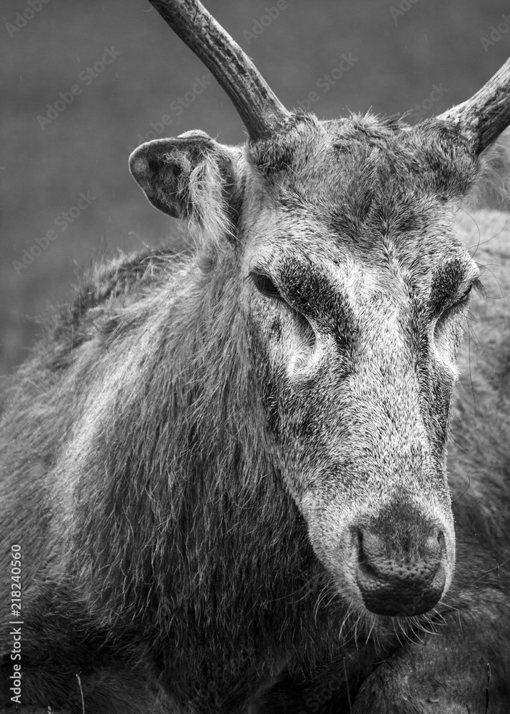 Stag close up in black and white