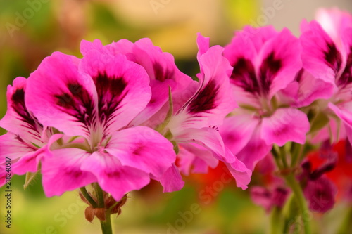 Beautiful pink flowers