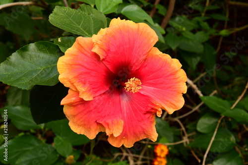 Beautiful orange flower in the garden