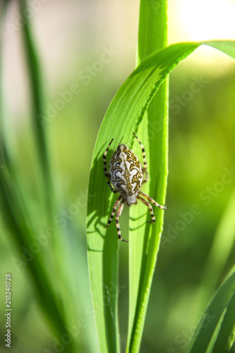 on a green grass spider creeps white in the rays of sunlight