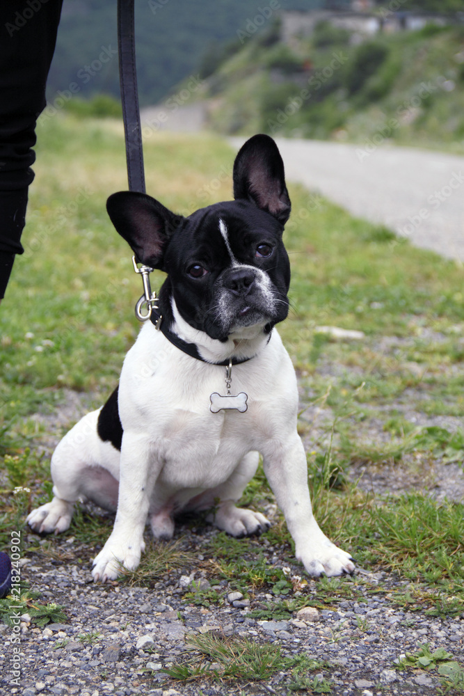 Expressive puppy of a French bulldog on a leash for a walk outdoors